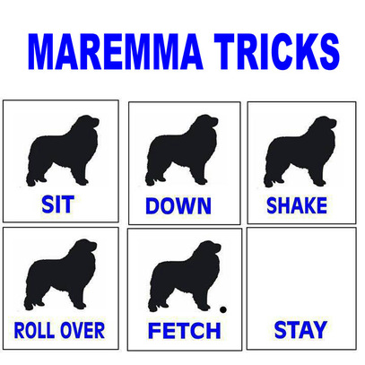 black maremma sheepdog