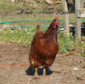 Ruby our Production Red hen.